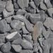 Flat pebbles zwart 15-30 mm Droog