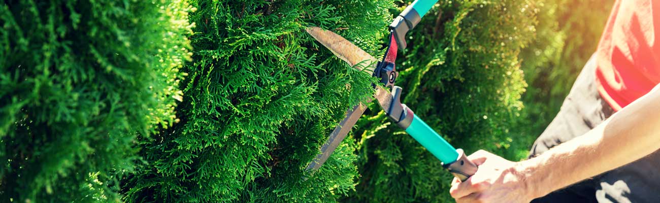 Conifeer snoeien Tuinshop.nl