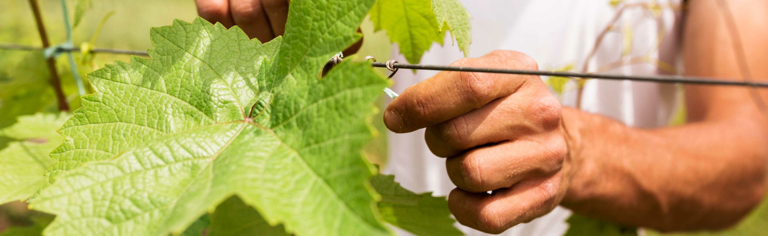 Druivenplant snoeien Tuinshop.nl