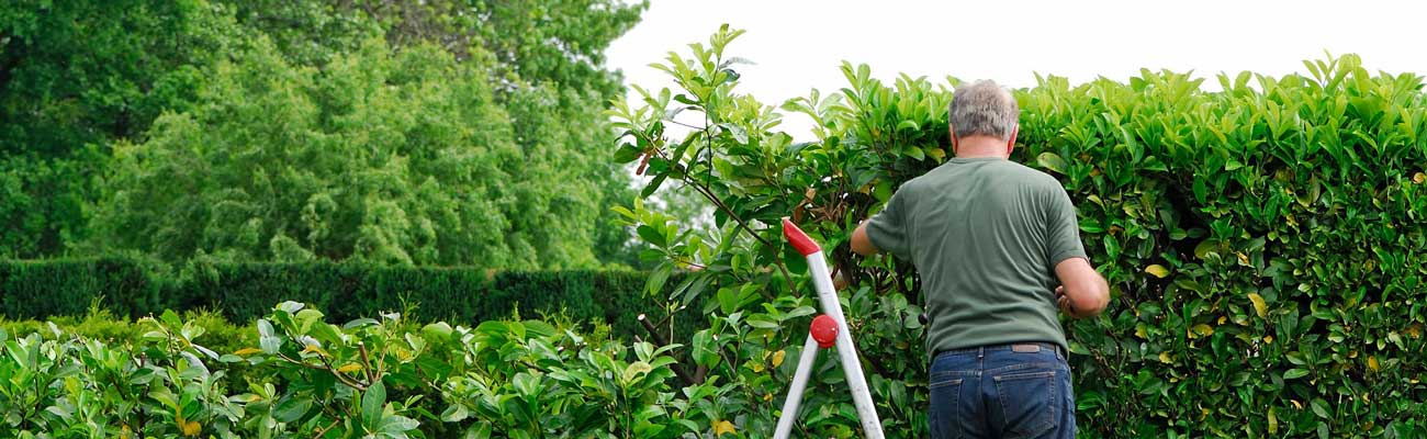 Laurier snoeien Tuinshop.nl