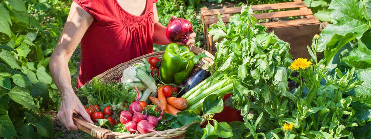 Biologische moestuin Tuinshop