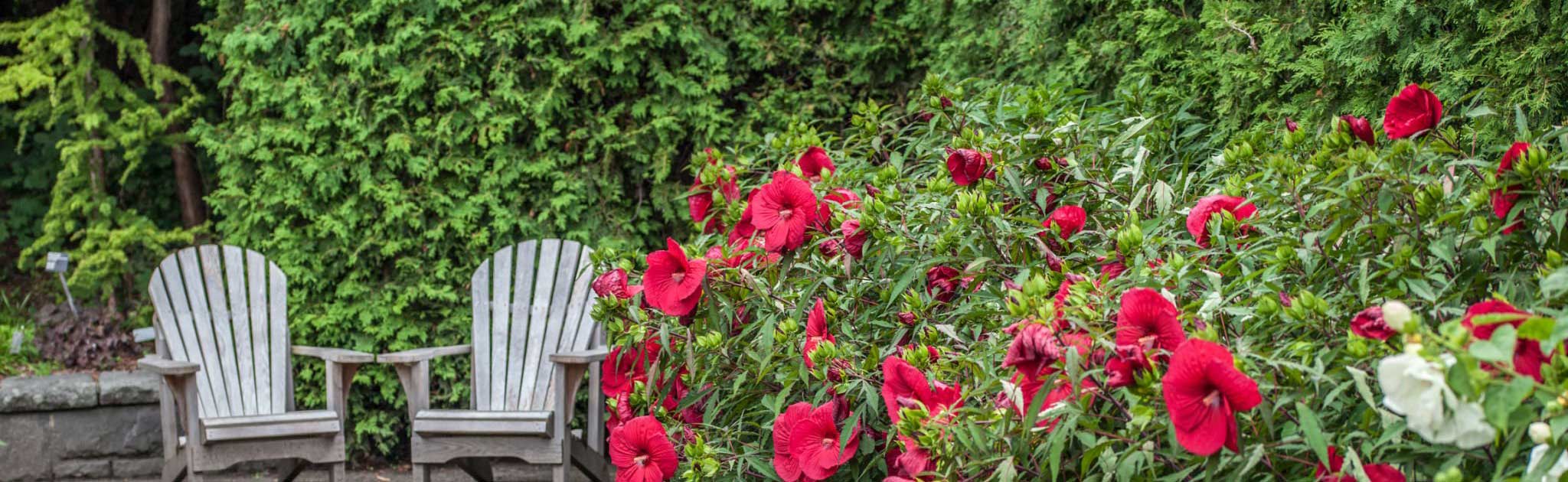 Hibiscus snoeien achtertuin