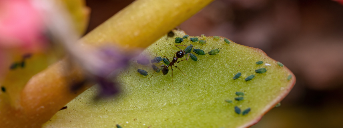 Insectenbestrijding