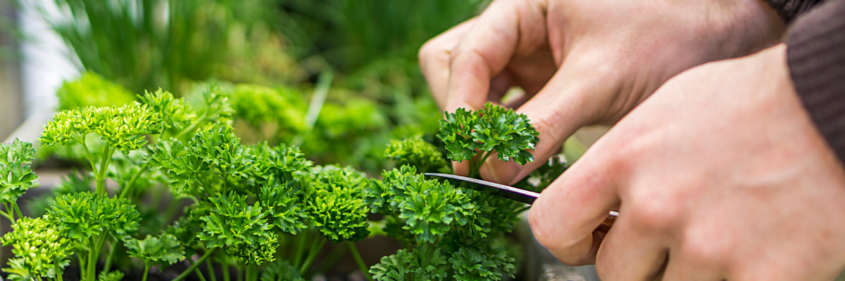 Moestuin kruiden bbq Tuinshop.nl