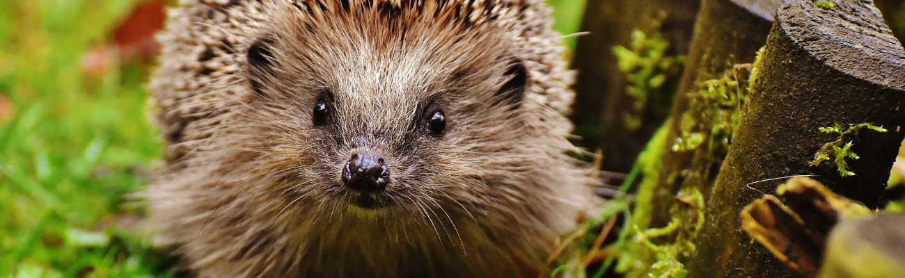 Nuttige tuindieren Tuinshop.nl