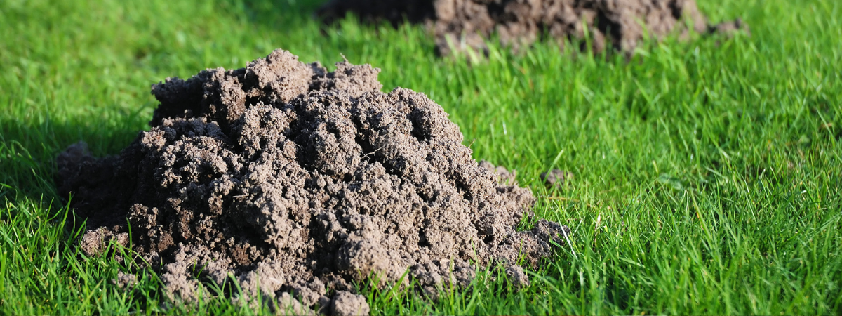 Ongedierte bestrijden Tuinshop