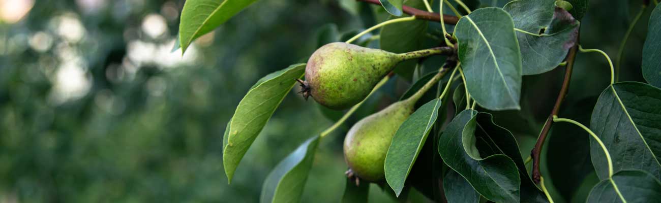 Perenboom snoeien Tuinshop.nl