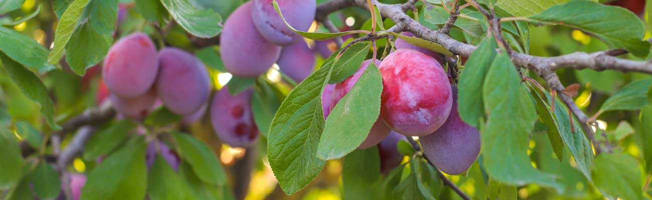 Pruimenboom snoeien Tuinshop.nl