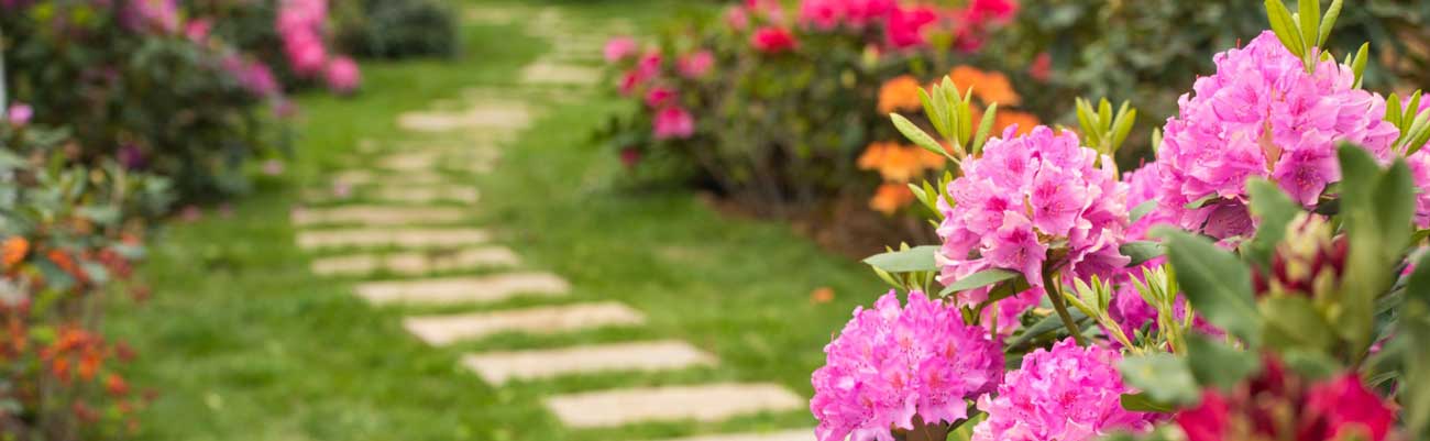 Rhododendron snoeien Tuinshop.nl