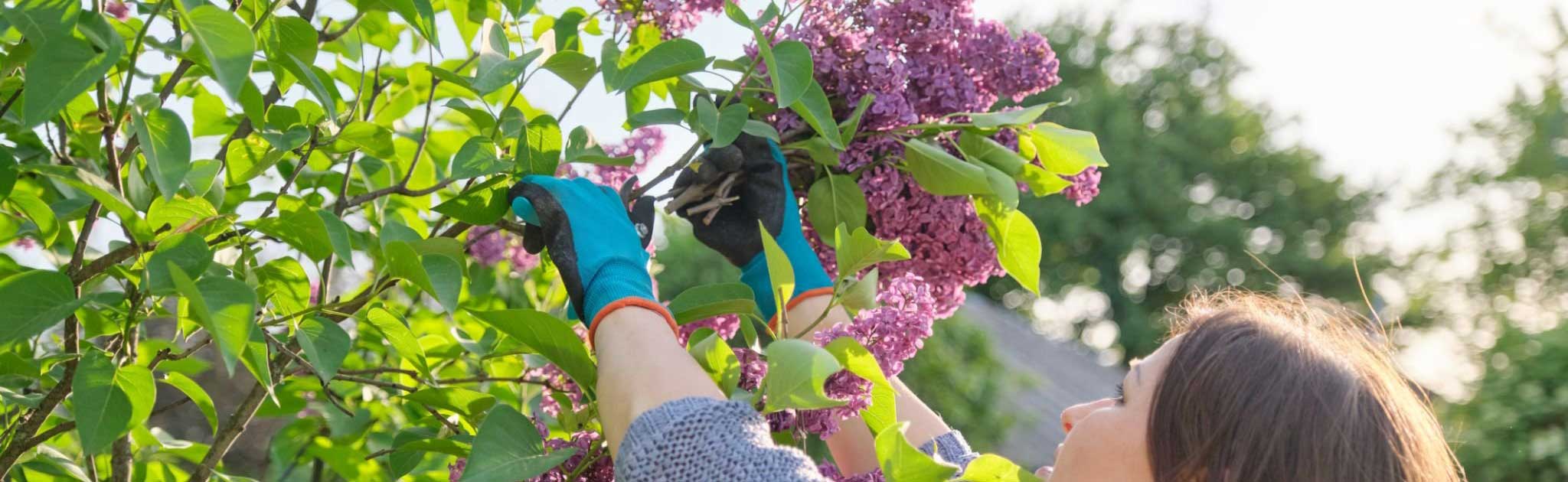 Sering snoeien Tuinshop.nl