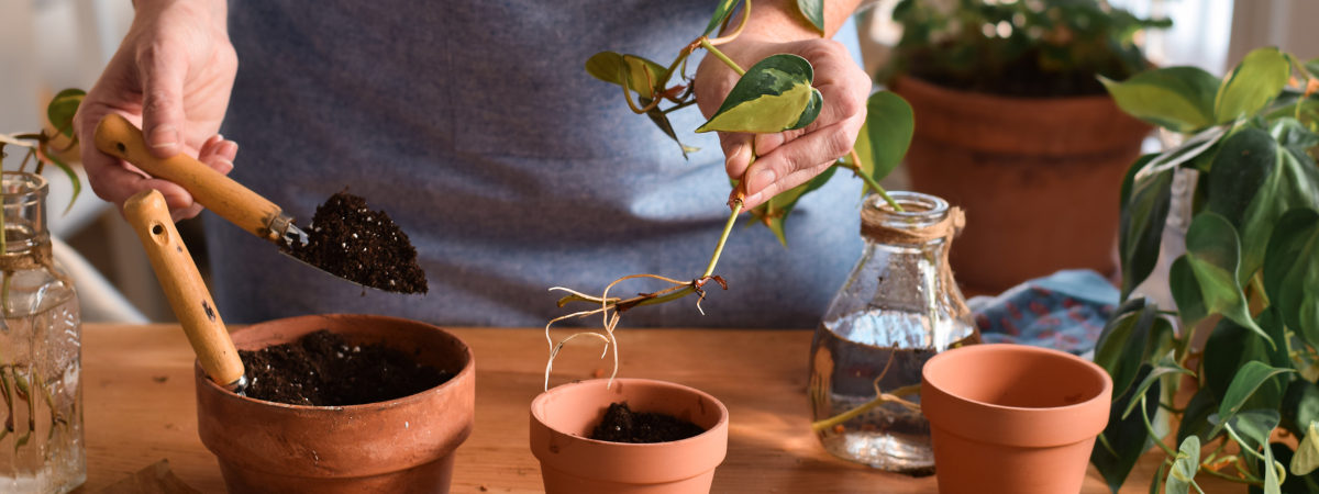 Stekken Tuinshop.nl