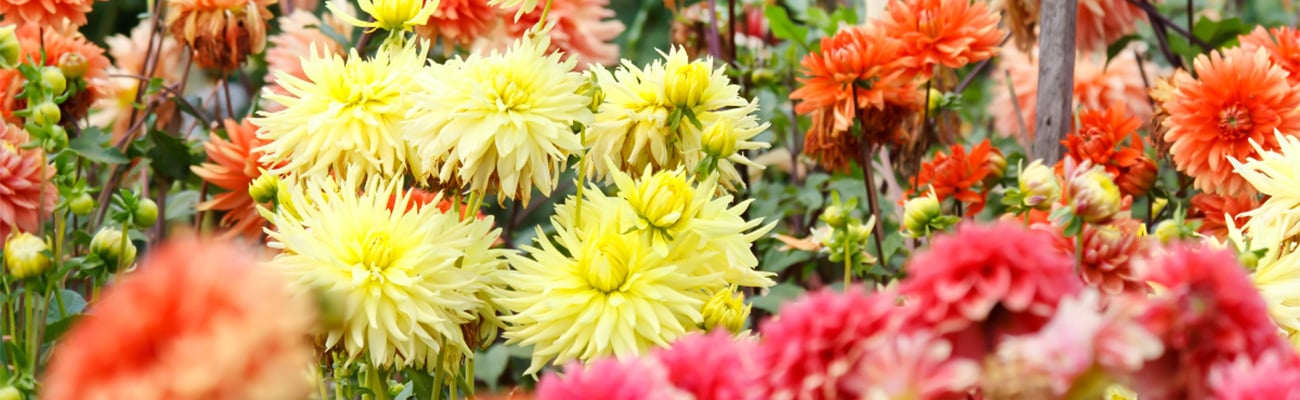 Zomerbollen dahlia