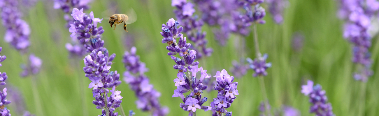 Droogte planten Tuinshop.nl