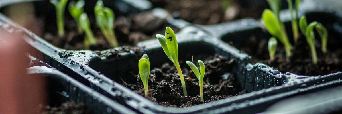 Goudsbloem zaaien Tuinshop