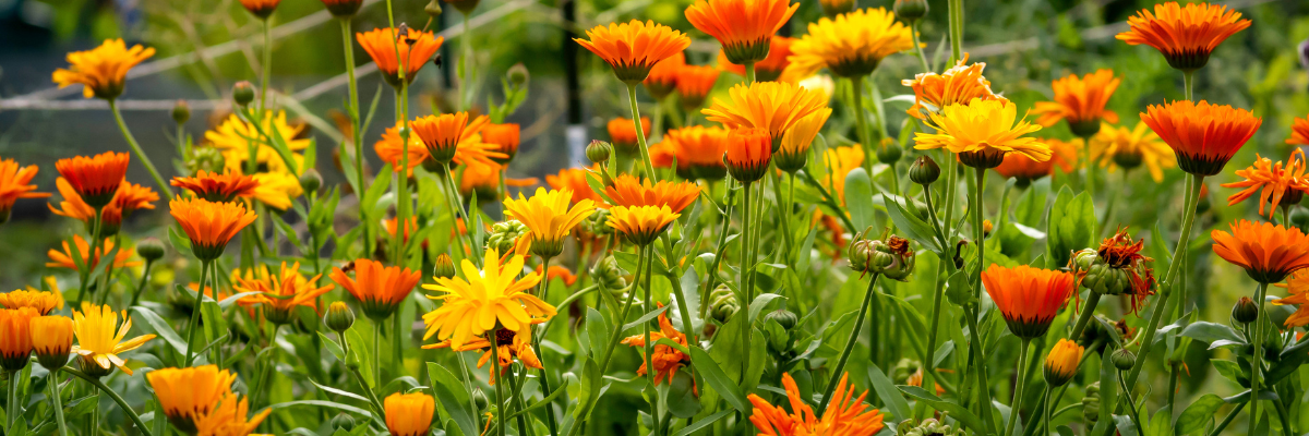 Goudsbloem zaaien Tuinshop