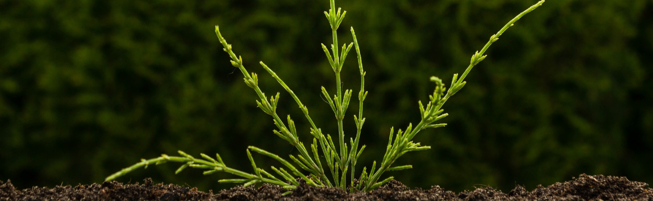 Heermoes bestrijden Tuinshop.nl