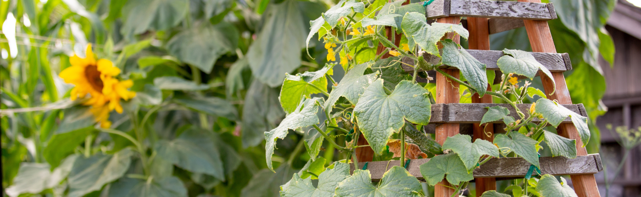 Verticaal tuinieren Tuinshop.nl