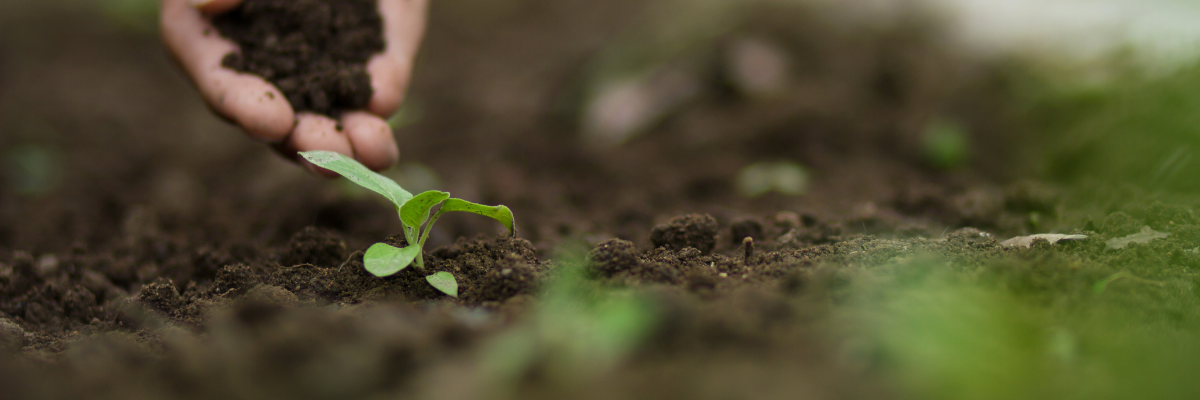 Voorbereiden grond zaaien Tuinshop