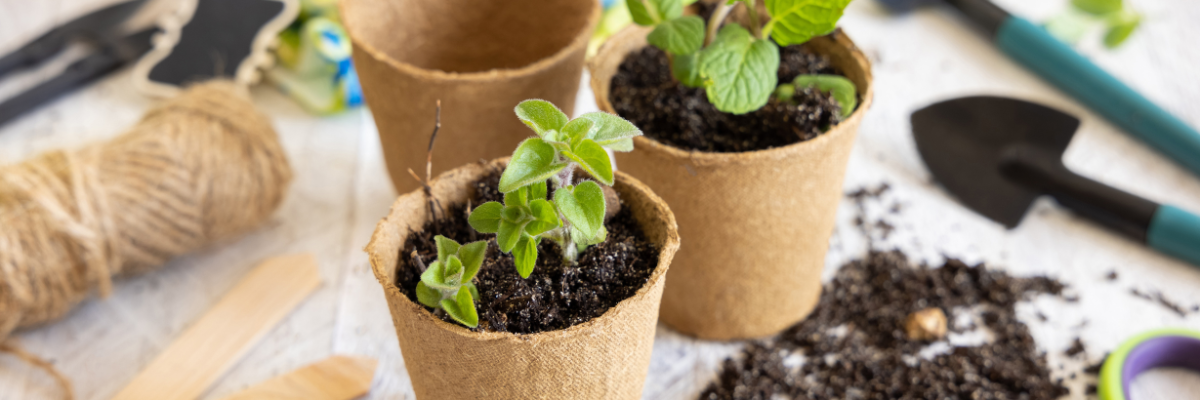 Zaaien in januari Tuinshop