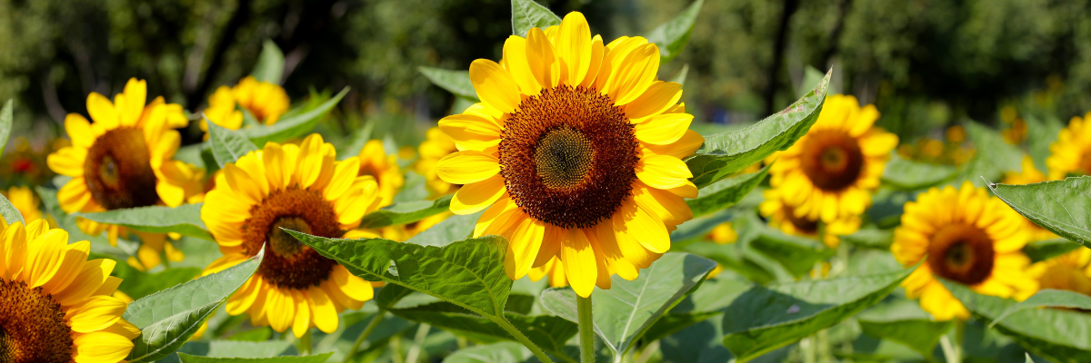 Zonnebloem zaaien Tuinshop