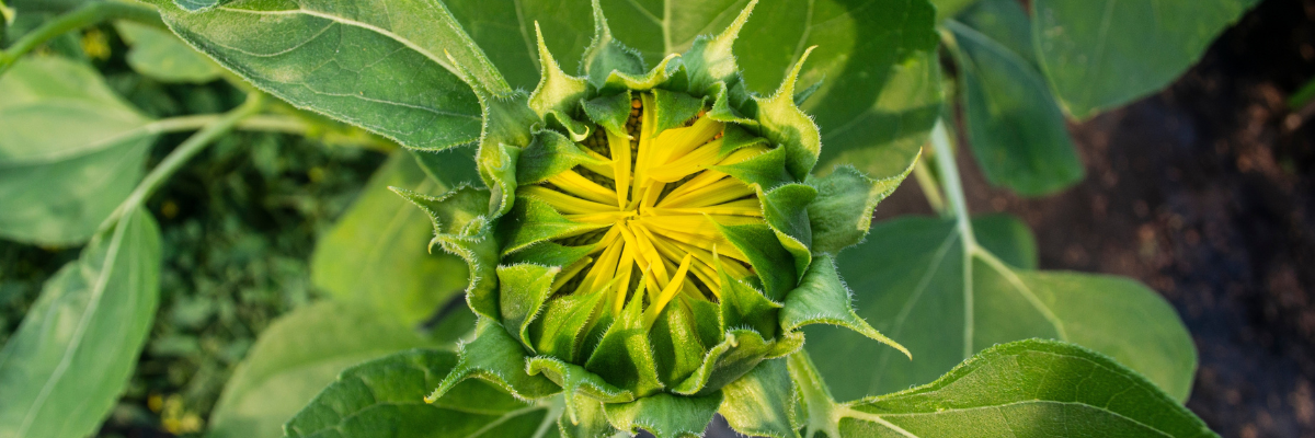 Zonnebloem zaaien Tuinshop