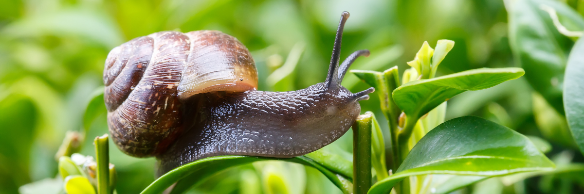 Vakantie slakken Tuinshop.nl