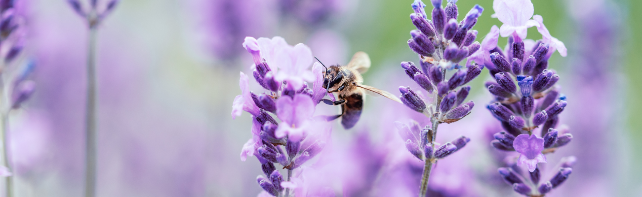 Wilde bijen lokken Tuinshop.nl