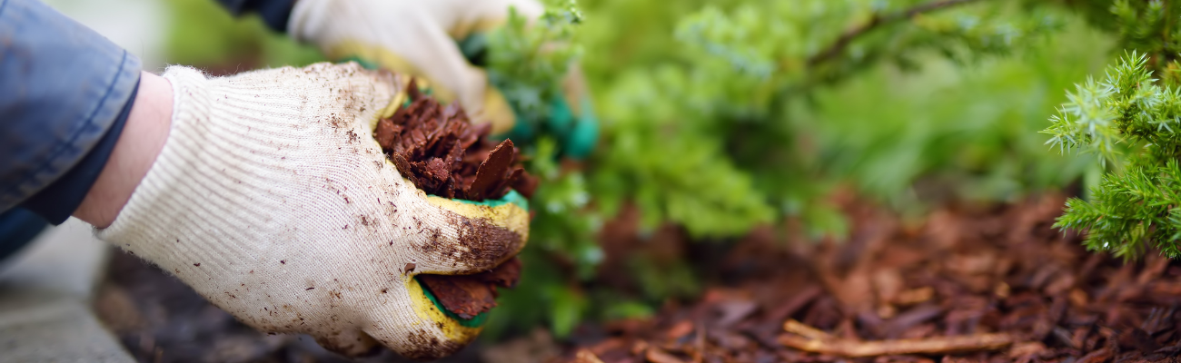 Winterbescherming planten Tuinshop.nl