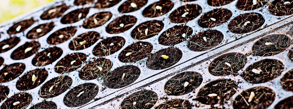 Zaaien en kweken bij Tuinshop.nl